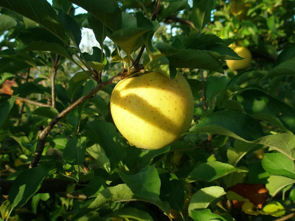 A Pregnant Woman Had a Miscarriage After Eating Golden Apple Fruit in India